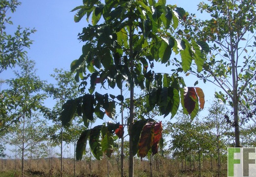 El Espejo 2006, Caoba