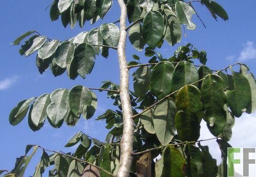 El Espejo 2006, Cocobolo