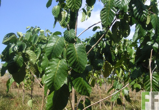 El Espejo 2006, Zapatero