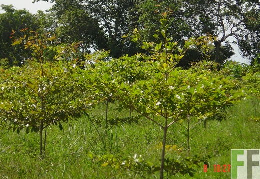 El Espejo 2005, Amarillo