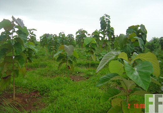 El Espejo 2005, Teak