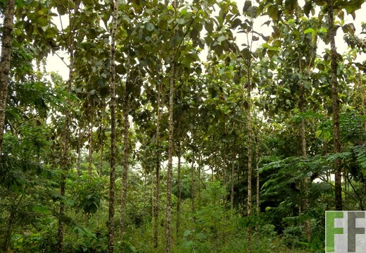 Los Aromos 2009, Teak