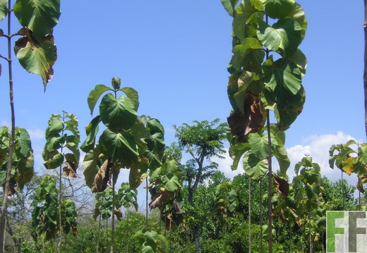 Los Aromos 2006, Teak