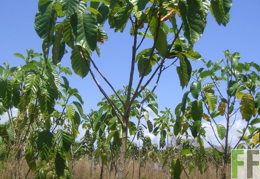 Los Aromos 2006, Zapatero