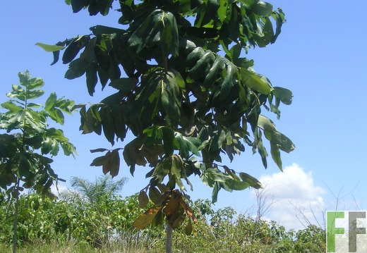 Los Aromos 2006, Almendro