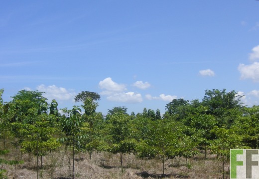 Los Aromos 2006, Amarillos