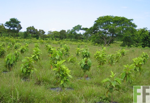 Los Aromos 2005, Zapatero