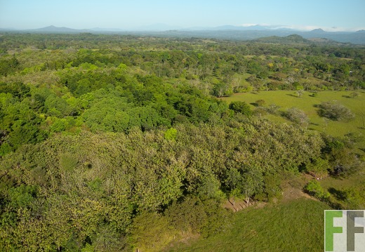 Madera Fina 2010, aufgeforstet 1995