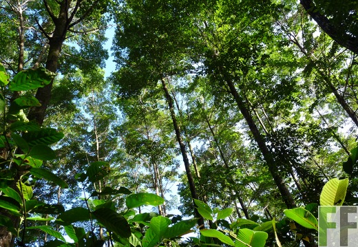 Mader Fina 2009, Amarillos