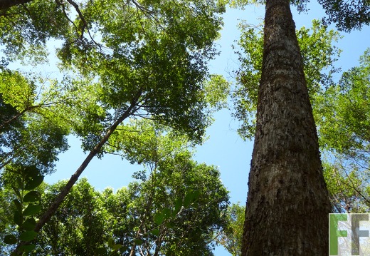 Finca Madera Fina, 2009