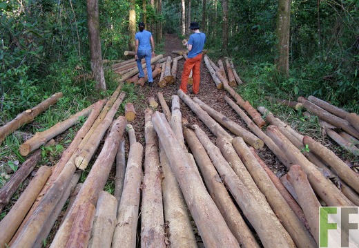 Madera Fina 2008, Durchforstung
