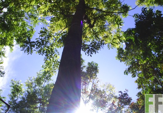 Madera Fina 2007, Caoba