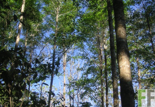 Madera Fina 2006, Amarillos