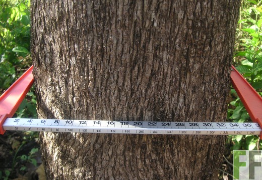 Madera Fina 2006, Teak