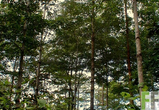 Madera Fina 2003, Amarillos