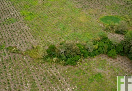 La Colina, Feb. 2010