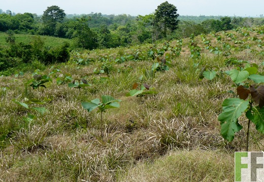 La Colina 2009, Teak
