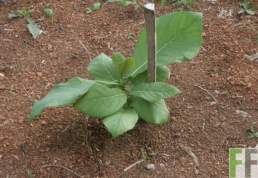 El Catival 2003, Teak