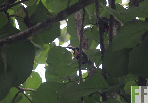 Vogelsichtigung La Ocho
