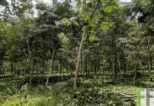 Pflegemaßnahmen 2024