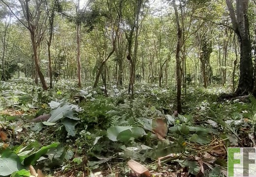 Pflegemaßnahmen 2024