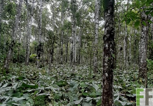 Pflegemaßnahmen 2024