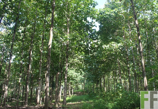 Waldbegehung 2024 Porto Chao II