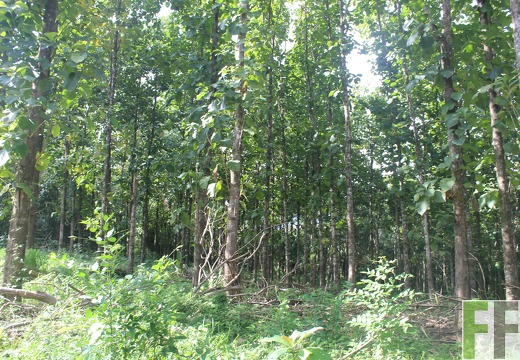 Waldbegehung 2024 Porto Chao II