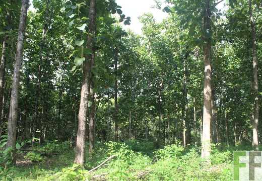 Waldbegehung 2024 Porto Chao II