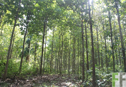 Waldbegehung 2024 Porto Chao I