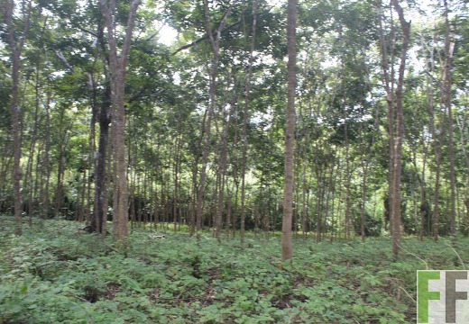 Waldbegehung 2024 Porto Chao I