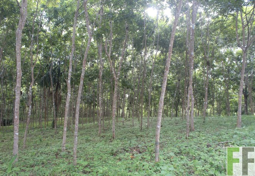 Waldbegehung 2024 Porto Chao I