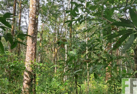 Waldbegehung Pampanillo 2024