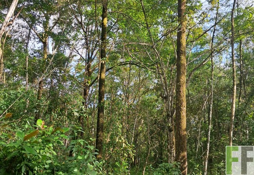 Waldbegehung Pampanillo 2024