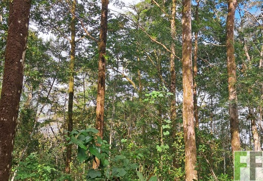 Waldbegehung Pampanillo 2024