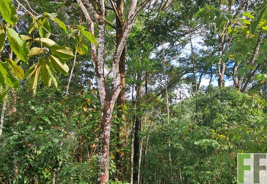 Waldbegehung Pampanillo 2024