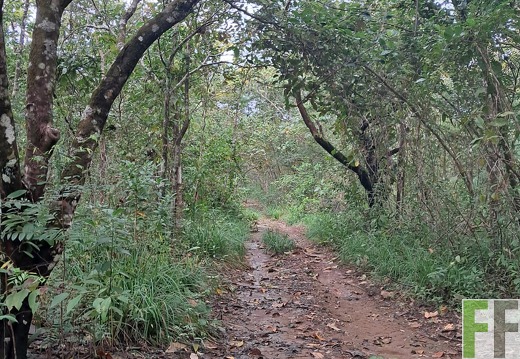 Waldbegehung Los Rios 32024