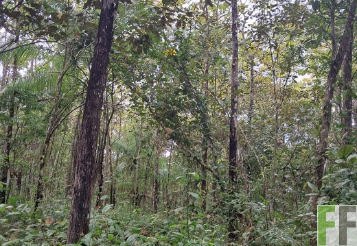 Waldbegehung Los Rios 32024