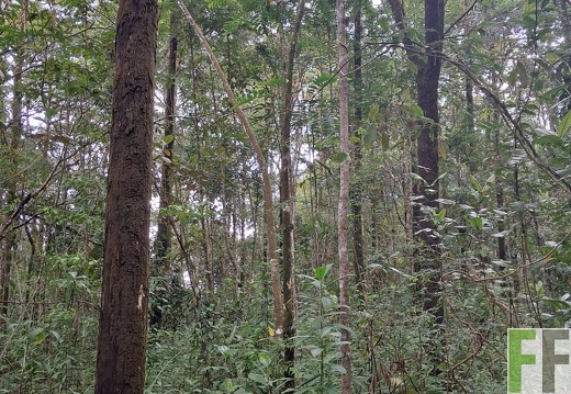 Waldbegehung Los Rios 32024