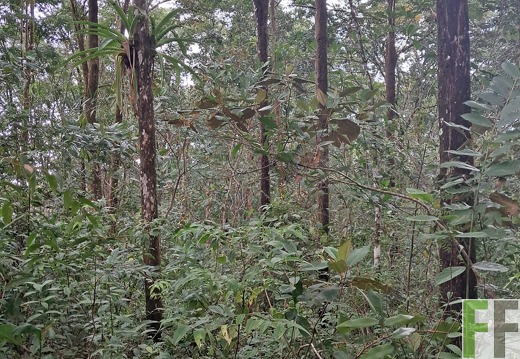 Waldbegehung Los Rios 1 2024