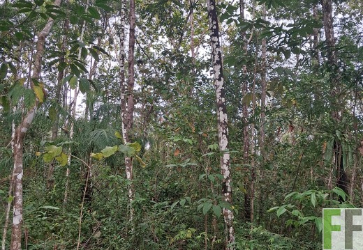 Waldbegehung Los Rios 1 2024