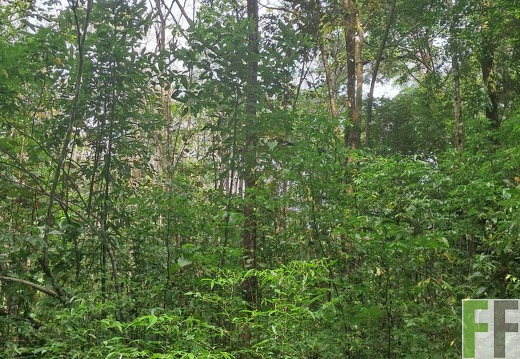 Waldwege in Chiriqui