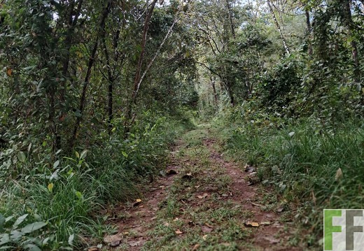 Waldwege in Chiriqui