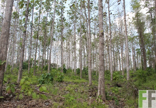 Waldbesuch Sansoncito