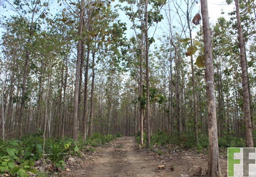 Holzernte in Loma 2023