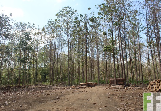 Holzernte in Loma 2023