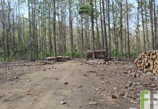 Holzernte in Loma 2023