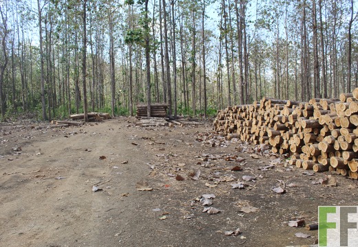 Holzernte in Loma 2023