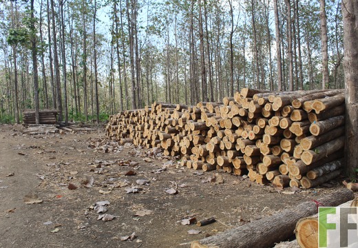 Holzernte in Loma 2023