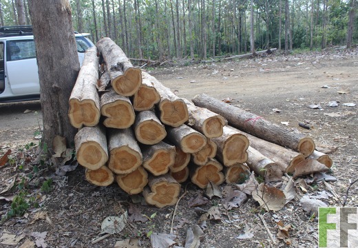 Holzernte in Loma 2023